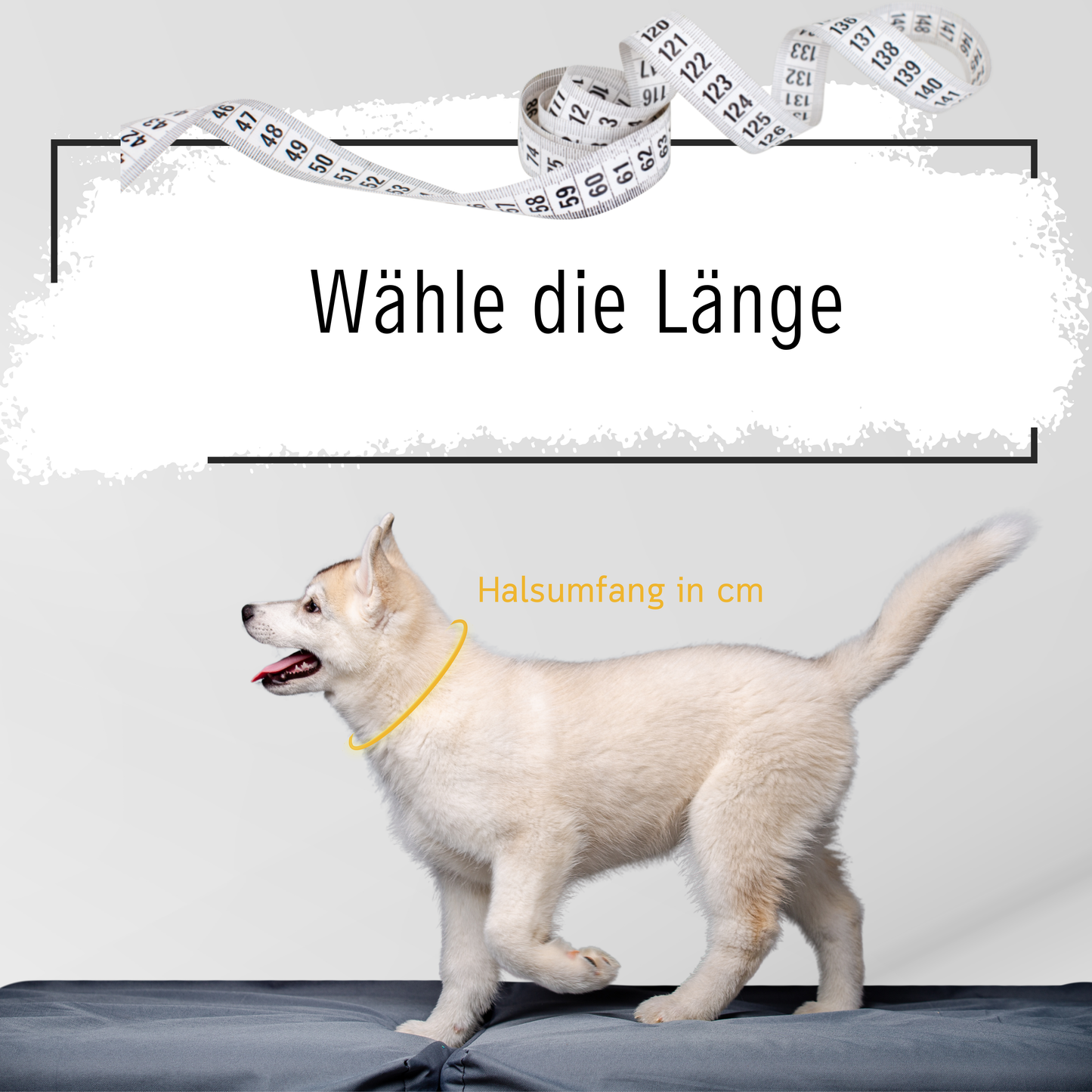 Dein Wunsch-Hundehalsband aus Biothane