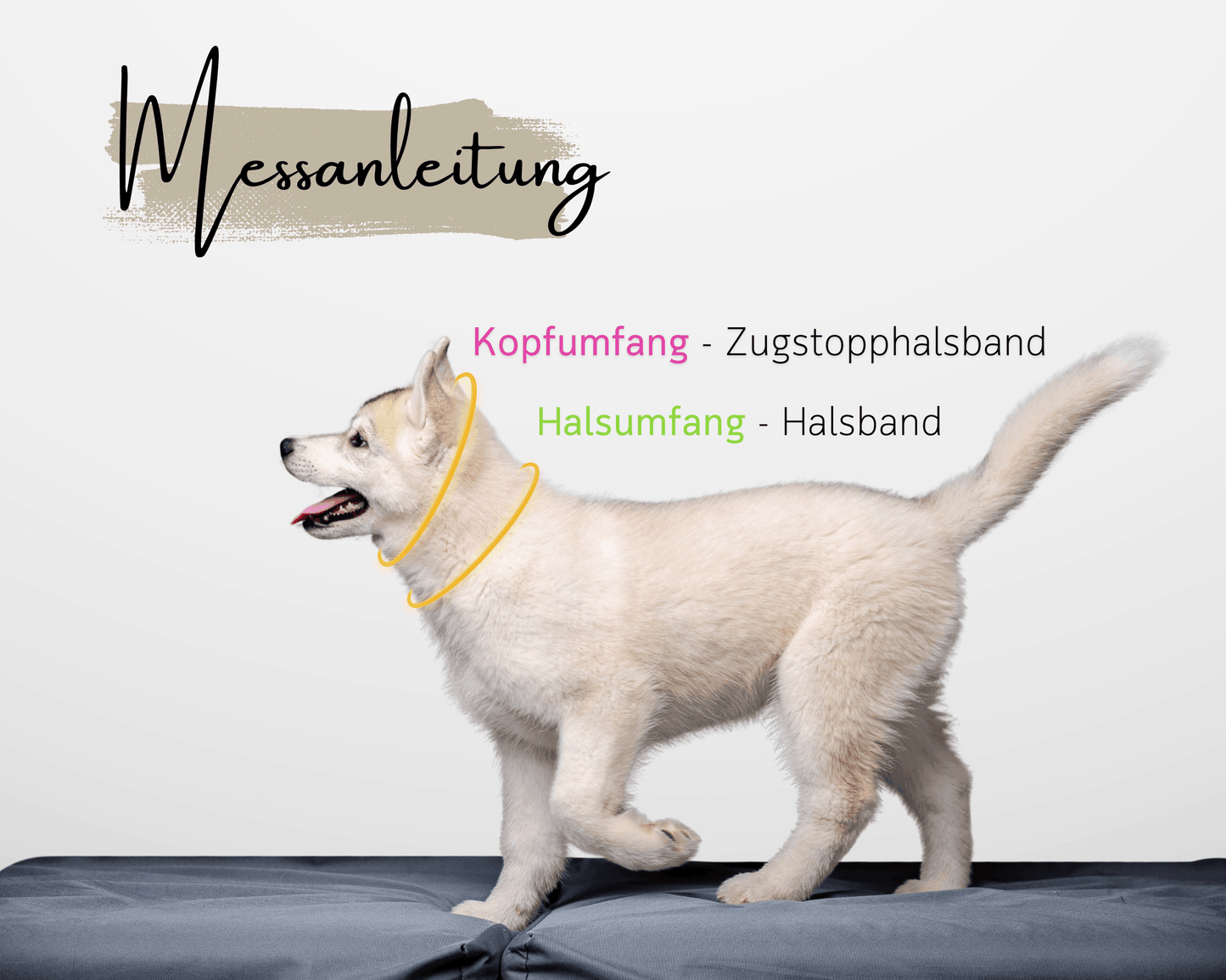 Personalisierbares Hundehalsband | Forest Green & Gold